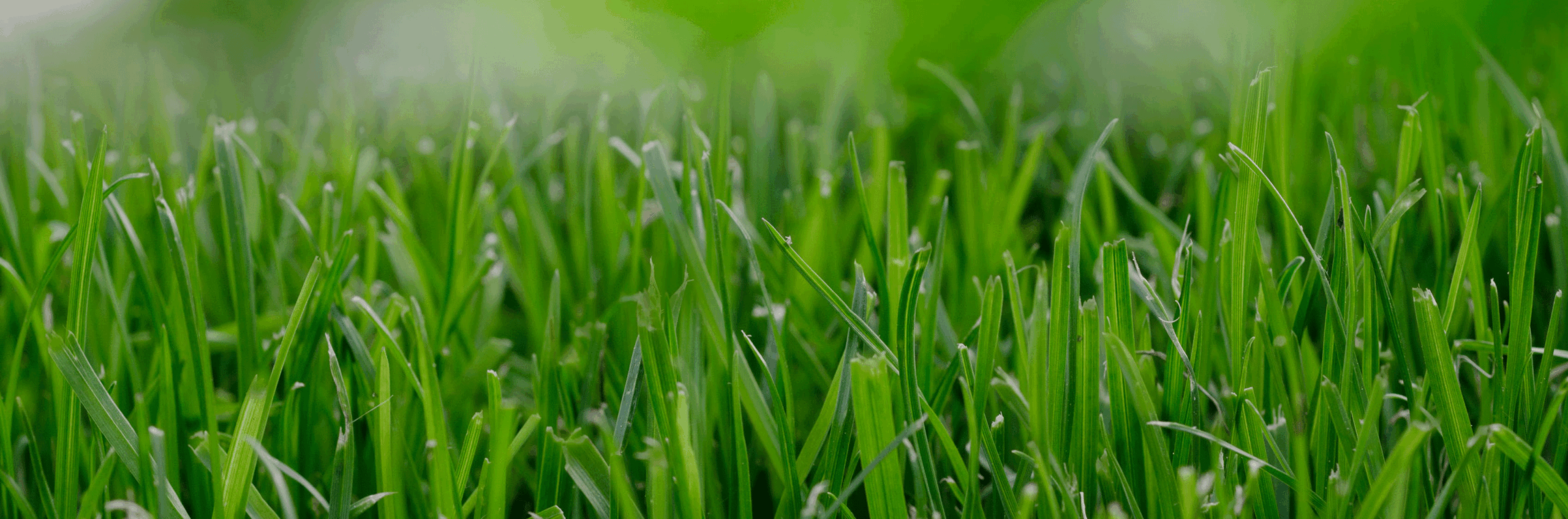 grasfooter